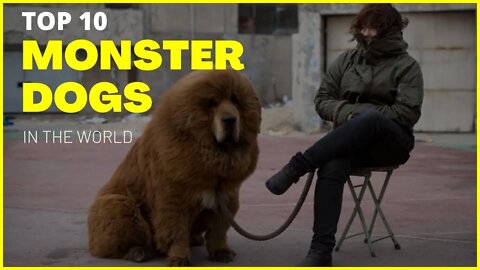 TOP 10 MONSTER DOGS IN THE WORLD