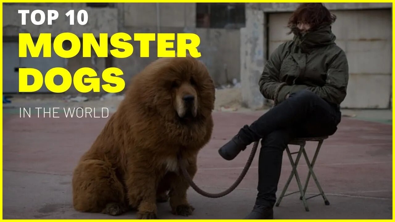 TOP 10 MONSTER DOGS IN THE WORLD