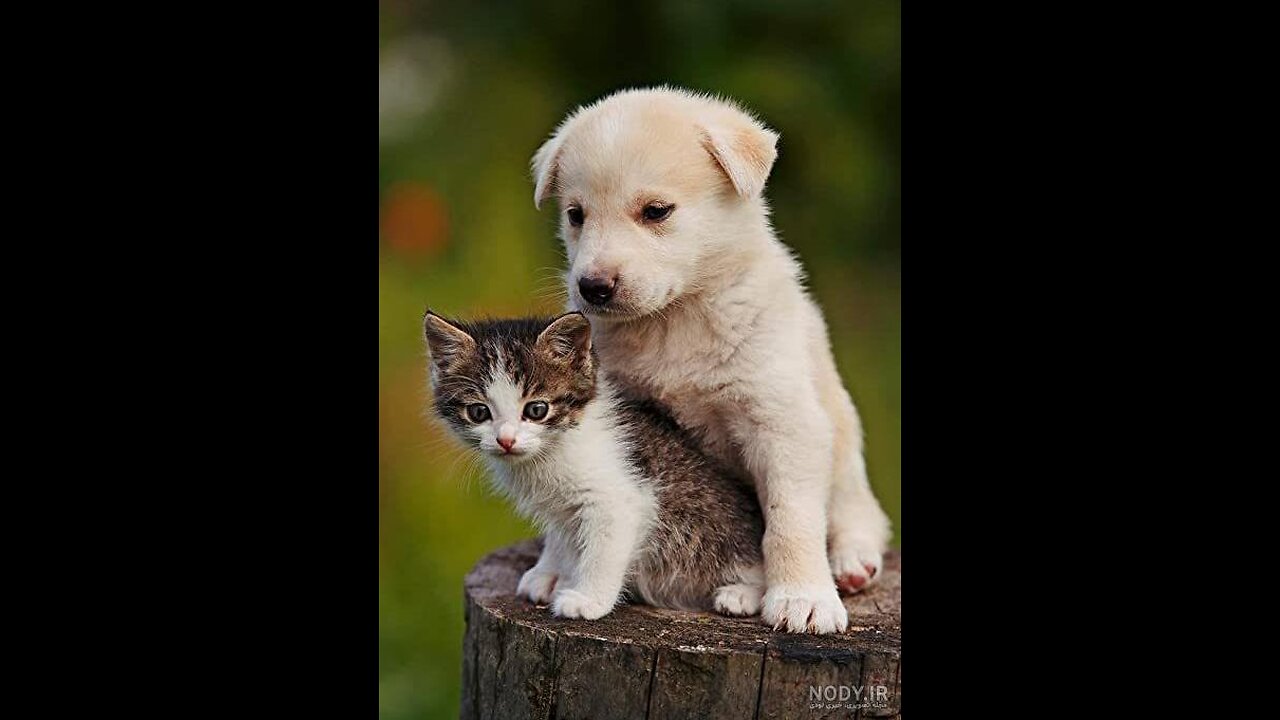 Videos 2022 Best Dogs And Cats 😍😜