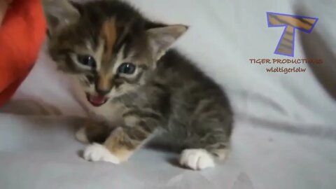 Cute Kittens Meowing