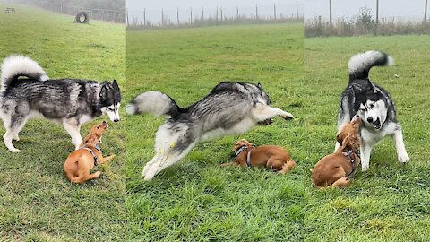 Giant Husky Works Out How To Play With Puppy!