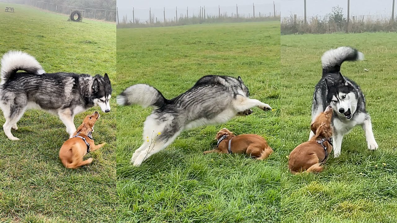 Giant Husky Works Out How To Play With Puppy!