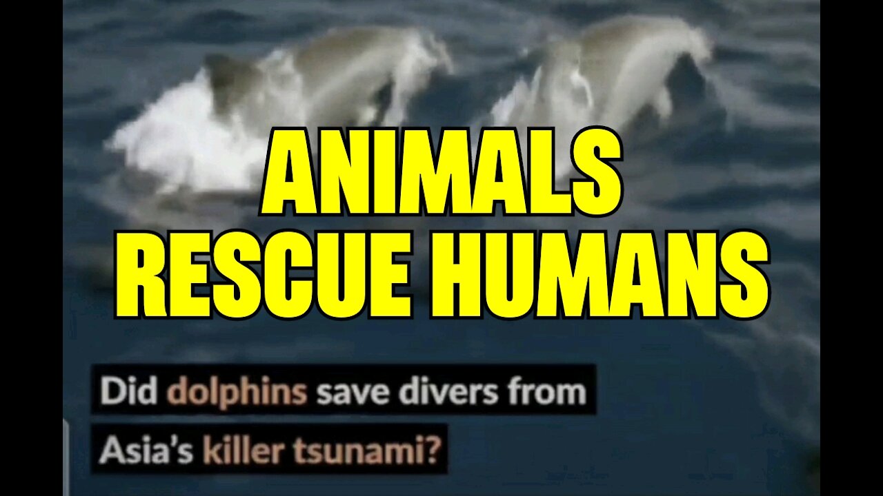 🐬Rescue People💖