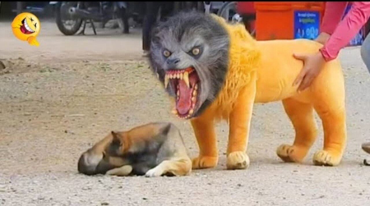 Troll prank dog funny & fake lion and feke tiger prank to dog & huge prank to dog