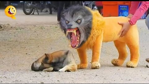 Troll prank dog funny & fake lion and feke tiger prank to dog & huge prank to dog