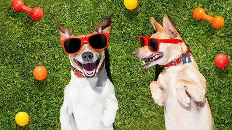 CACHORROS FAZENDO COISAS ESTRANHAS