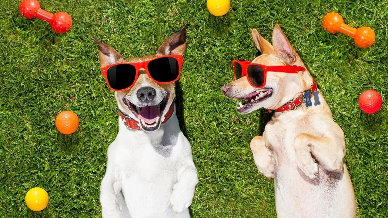 CACHORROS FAZENDO COISAS ESTRANHAS