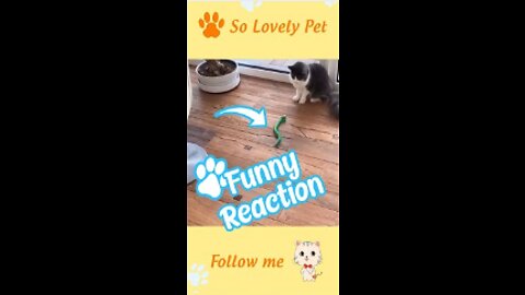 Funniest Cats Reaction - Funny Pets 2022 #Shorts #Funny animal#Shorts #Funny animal