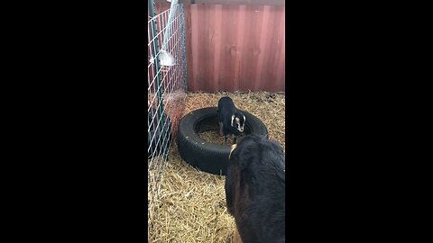 Tires for baby goats