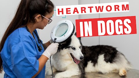 what is heartworm in dogs, symptoms, preventative