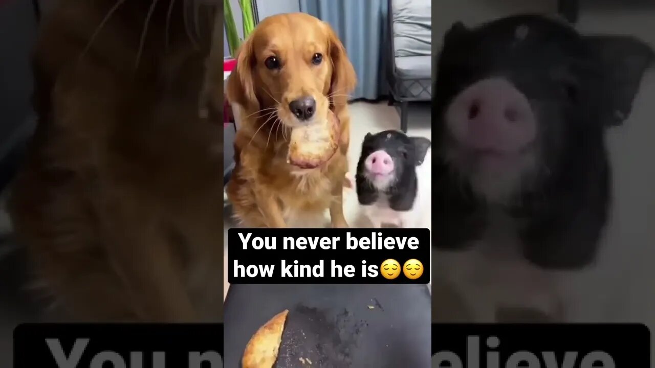 BEST 😍FUNNY😍 PET VIDEOS #48 - Try Not To Laugh #shorts