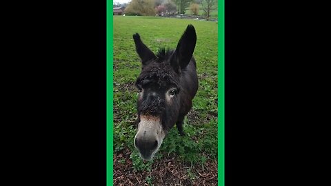 Donkeys are back