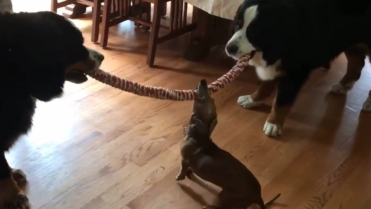 Tiny puppy wins tug-of-war against giant Bernese Mountain dogs