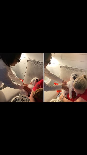 Maltese Pup Doesn't Want To Go Home