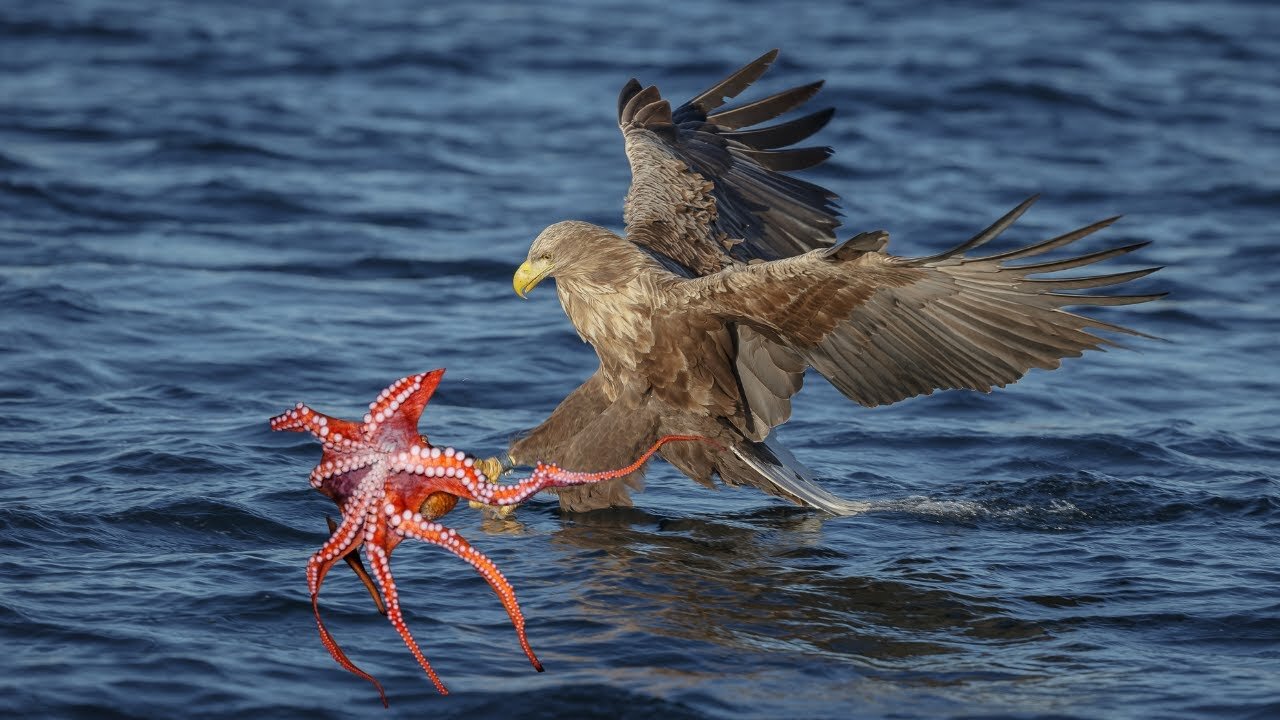 The Eagle Dies While Hunting Octopus In The Ocean