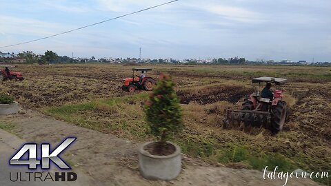 Driving tour around the suburbs of Hoi An during the ripe rice season [ 4K ASMR ]