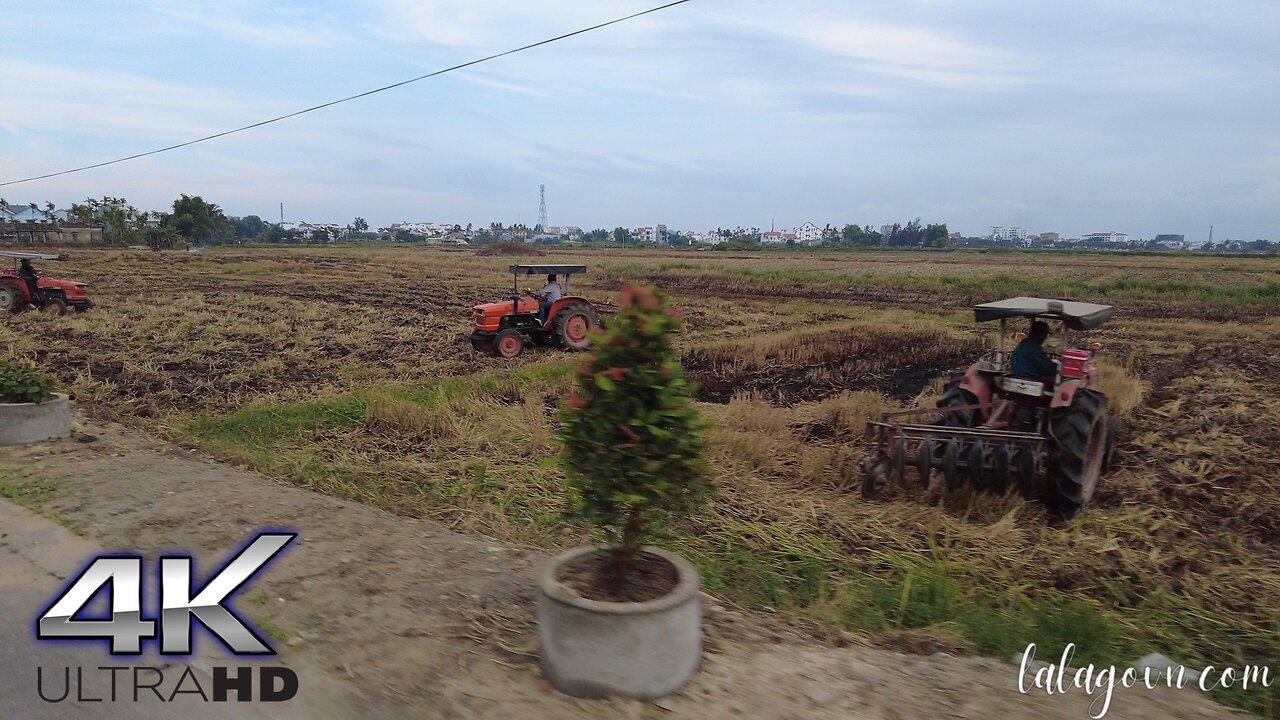 Driving tour around the suburbs of Hoi An during the ripe rice season [ 4K ASMR ]