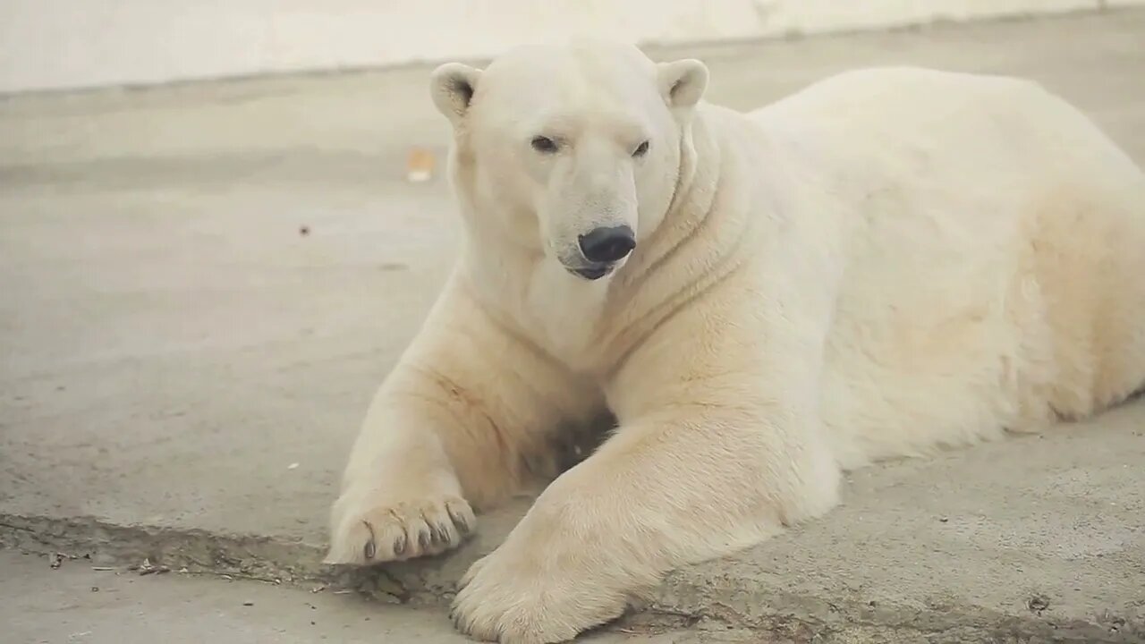 Polar Bear In The Zoo