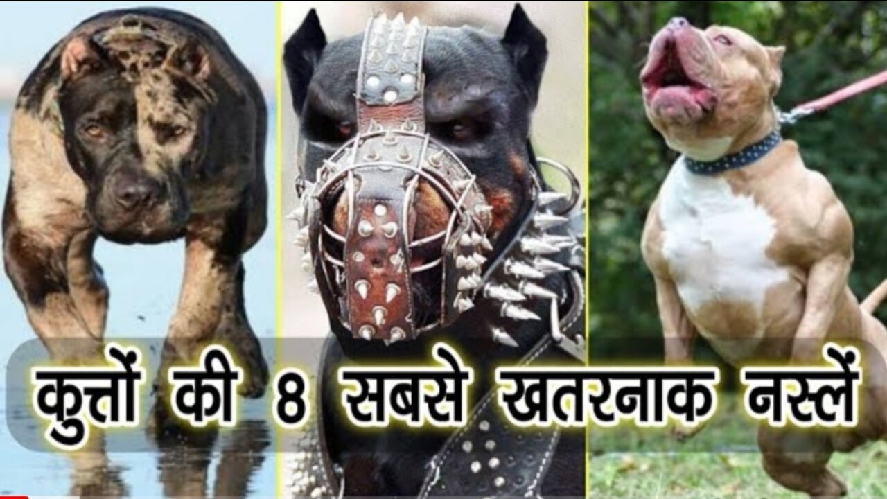 WORLD MOST DANGEROUS DOGS