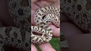 Time Out With Pogo (A Western Hognose Short) #hognose #westernhognose #cutesnake