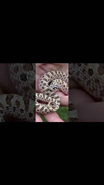 Time Out With Pogo (A Western Hognose Short) #hognose #westernhognose #cutesnake