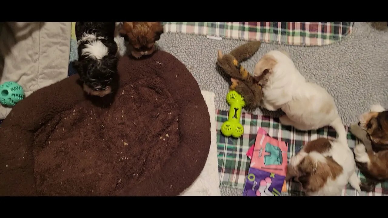 P & Q Litters - So Grown Up Already!! (5)