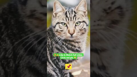 cute cat videos 😹funny videos 😂1319😻#shorts #catvideos #funnycatsvideos @🏝 تفكر في خلق الله ﷻ 🏝