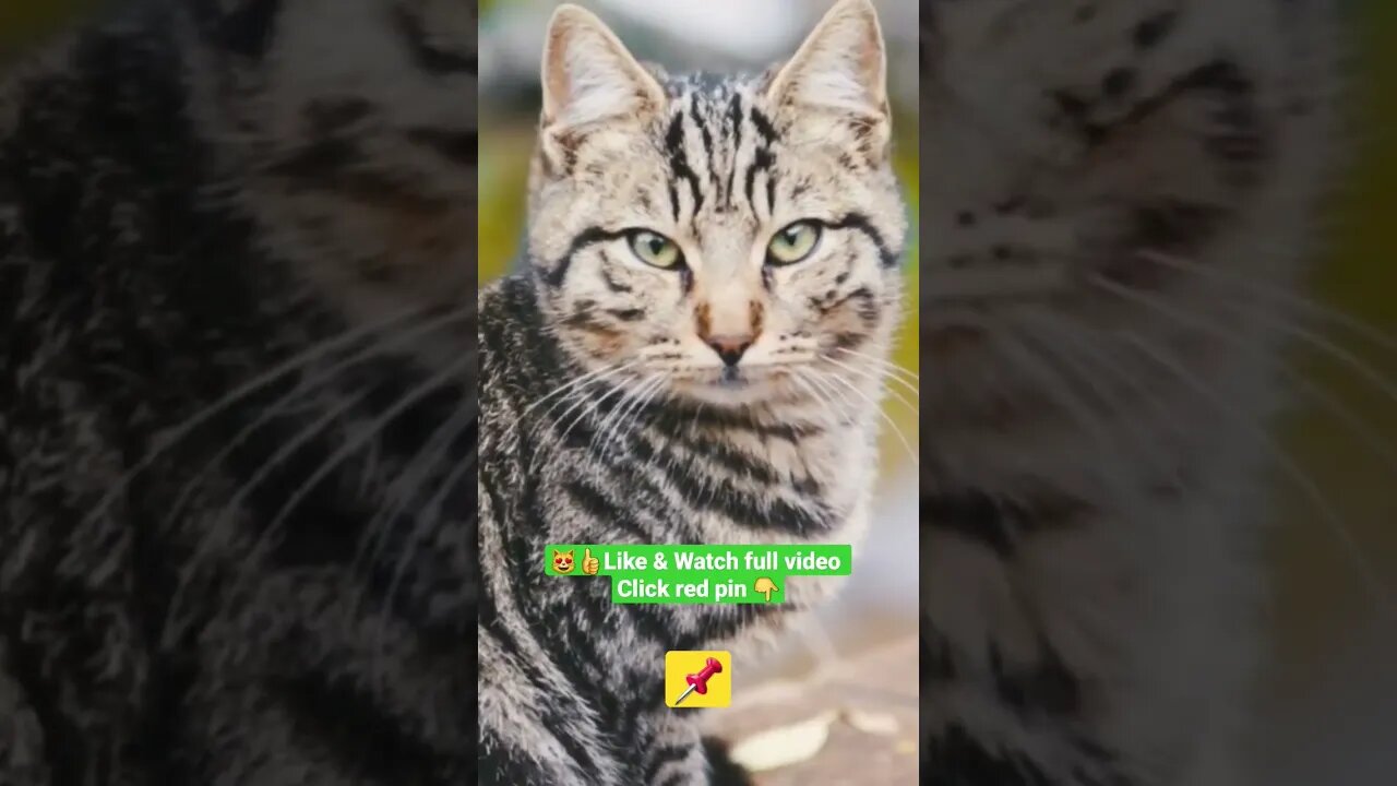 cute cat videos 😹funny videos 😂1319😻#shorts #catvideos #funnycatsvideos @🏝 تفكر في خلق الله ﷻ 🏝