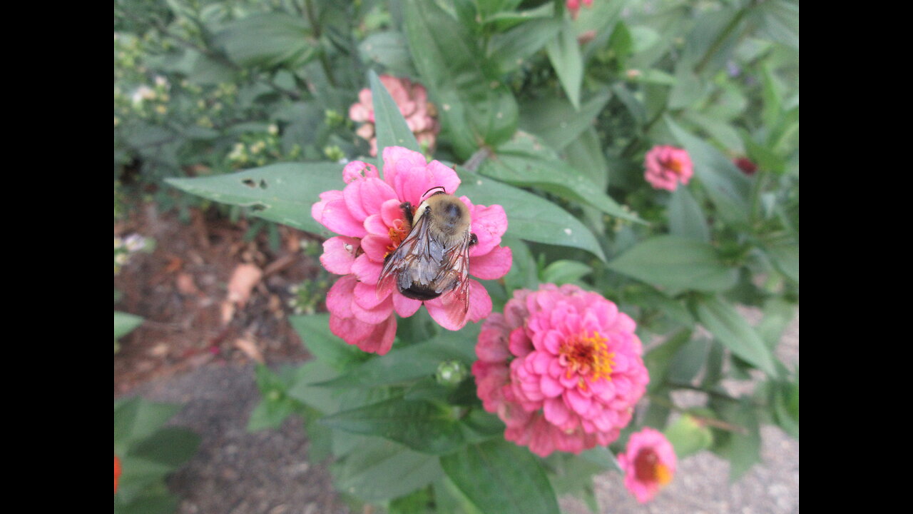 Cheerful Afternoon Zinnia Sept 2022