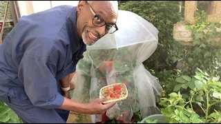 Strawberry & Green Bean Harvest