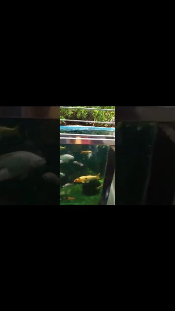 Massive fish tank with exotic fish. #shorts