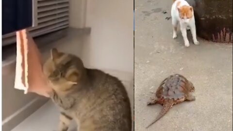 cat video 😂🤣😂😁funny comedy