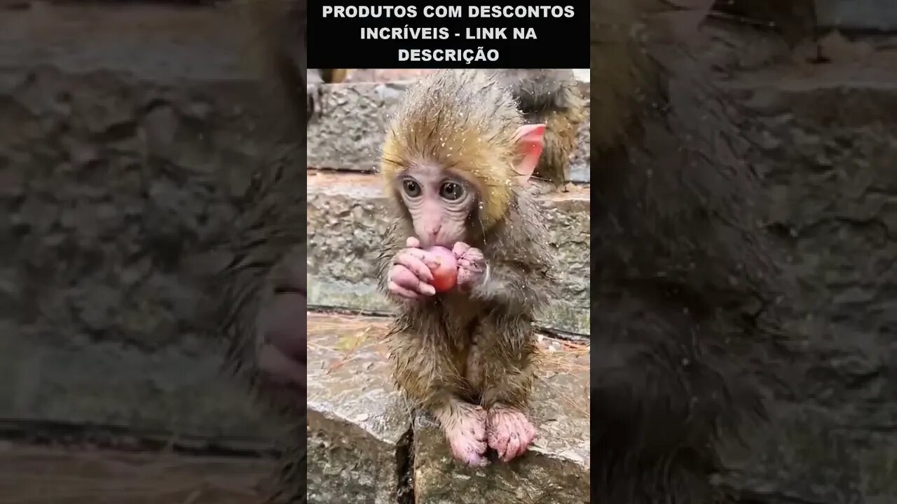 o bebê macaco mais fofo do mundo