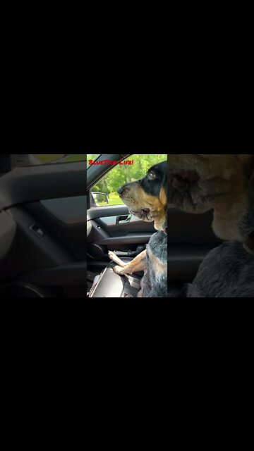 #BlueTick is my #Chewbacca! #Shorts, #shortsvideo #shortsfeed