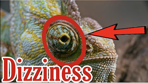 The eye-rolling lizard