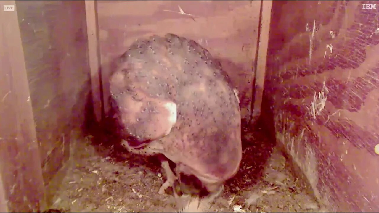 Mel brings Syd a nice rat. Are egglets coming soon? 12-19-19