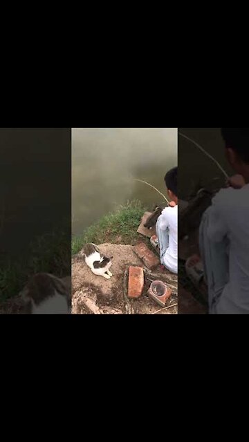 CAT STEALS FISHERMAN'S FISH #SHORTS