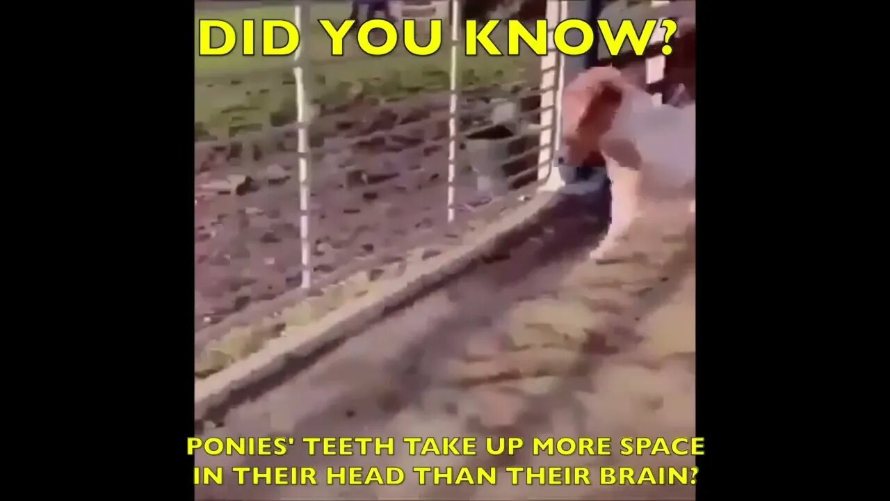 Funny fact about Ponies