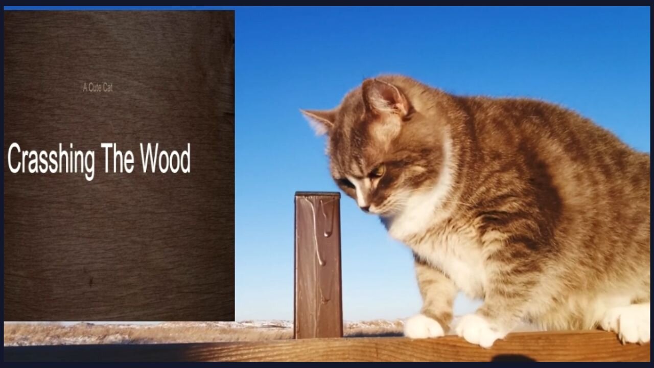 A Cute Cat Crashing The Wood Listen to the voice of Dog