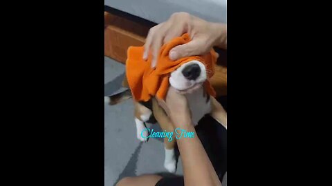 Funny Video cute Dog