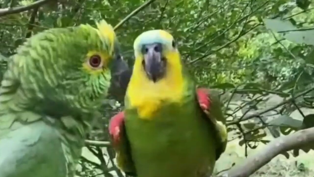 The Parrot Singing in Music