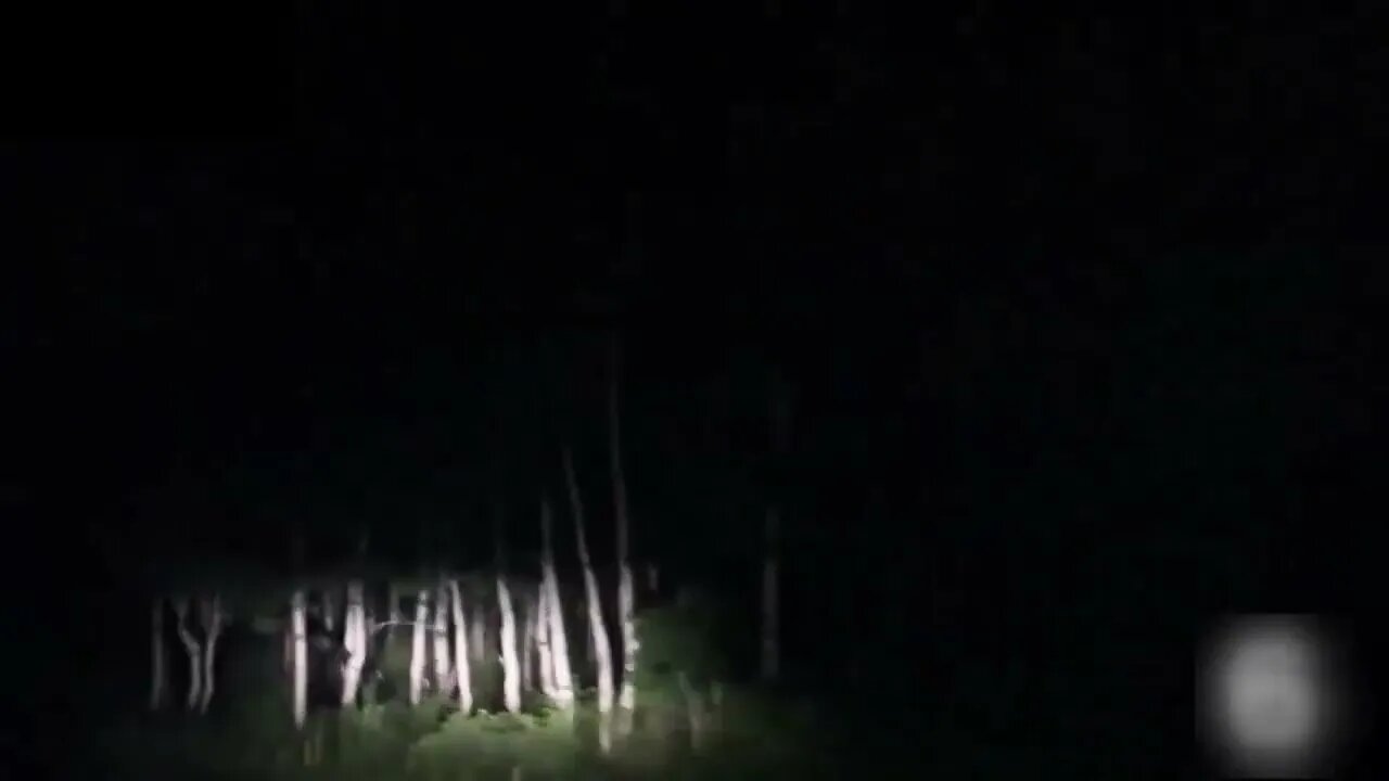 Something in the woods