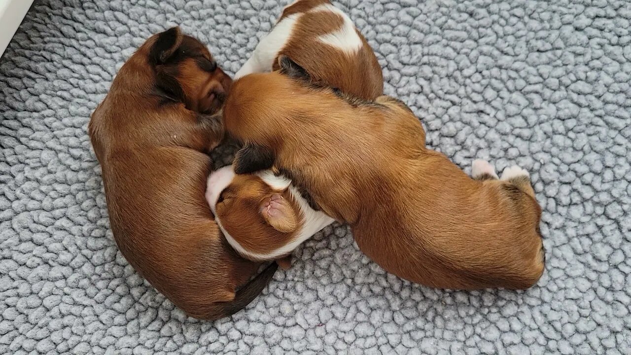 Faith's Pups