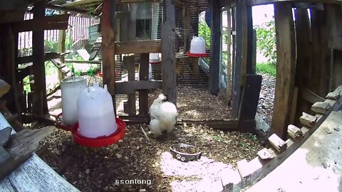 Snow White contemplates the big chicken run