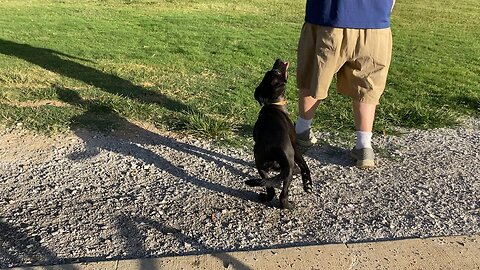 Midnight At The Bark Park