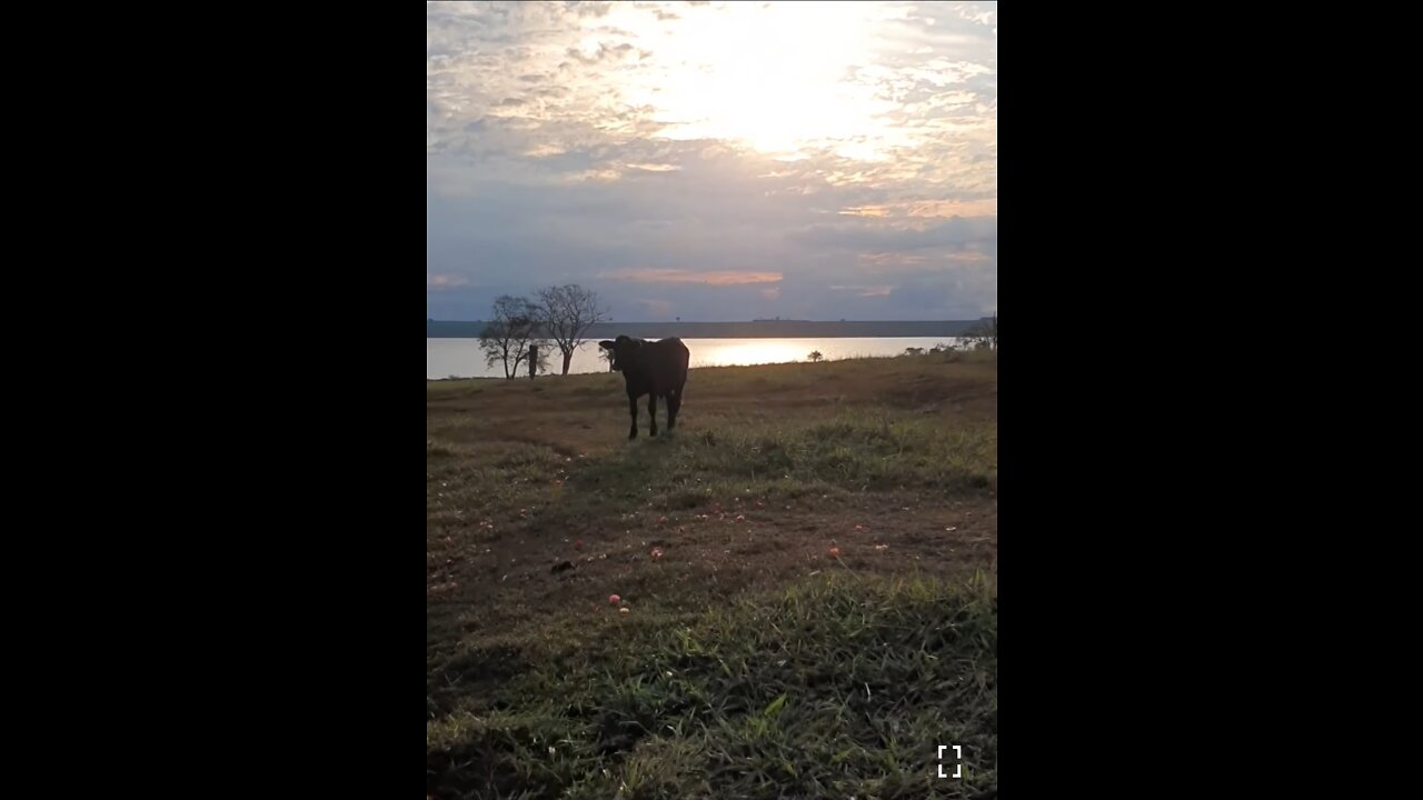 A day of adventure (Anteater + Egrets + Guava + Sunset)