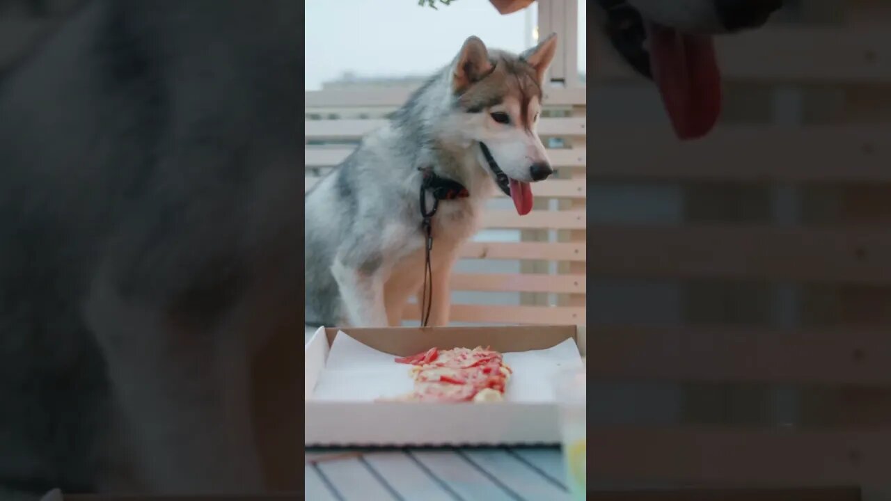 Watch Our Adorable Canine Chow Down on a Delicious Meal | Husky | Eating Time | Our Special Member!