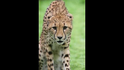 Cheetahs Takedown a Wildebeest | The Way of the Cheetah