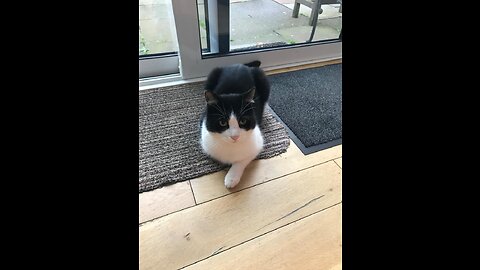 Cat decides to roll on a spot