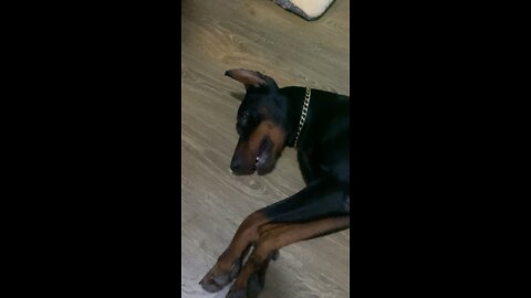 dopy doberman is bored